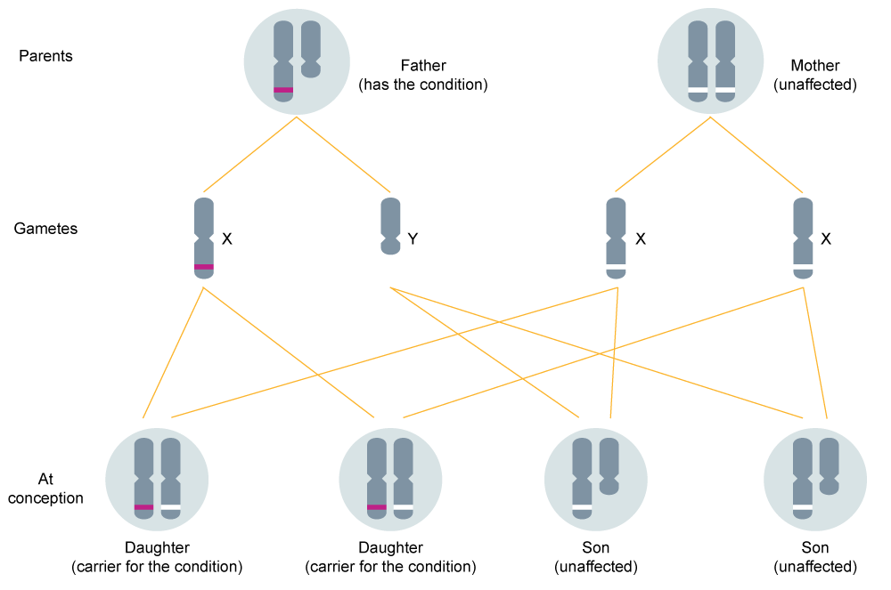 X linked Inheritance Knowledge Hub