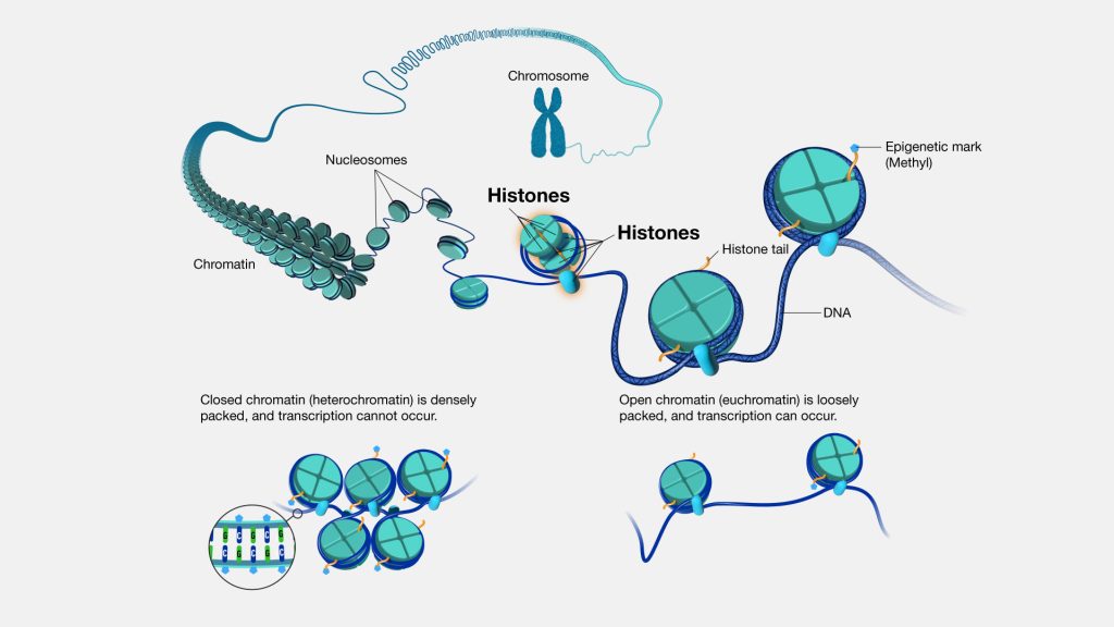 Epigenetics — Knowledge Hub