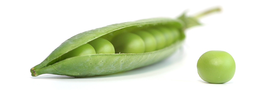 what is the dominant shape of a pea pod and how do you know